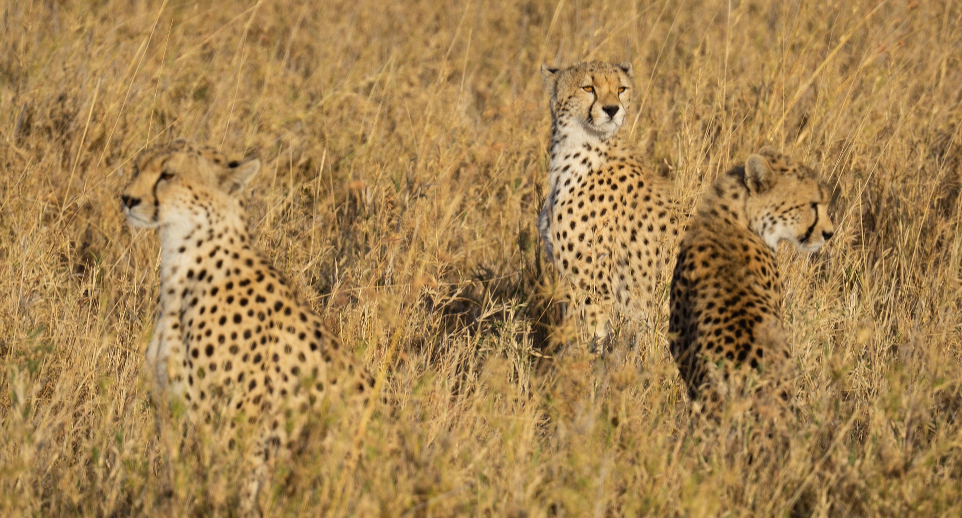 Bush and Beach - Tanzania